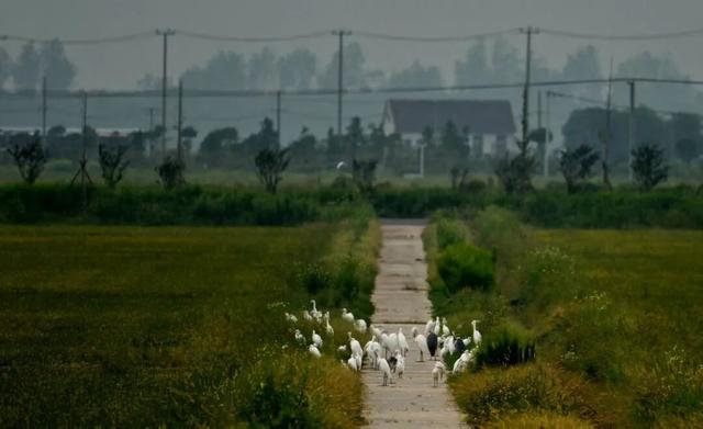 一眼沦陷！陈家镇的秋景藏着极致浪漫