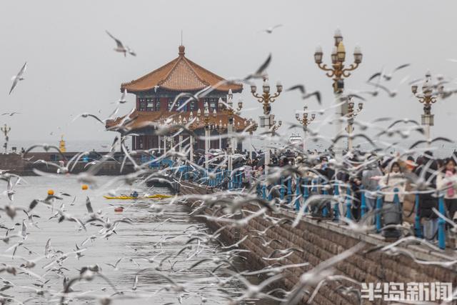 小雪不挡“鸥”式浪漫