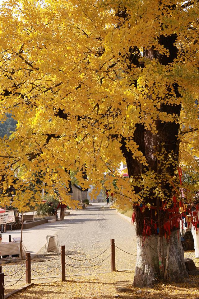 晚潮｜一叶知秋