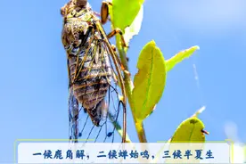 迎接！今日10时42分夏至图片