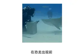 如何在鲨鱼嘴下逃生？首先不是装死……图片