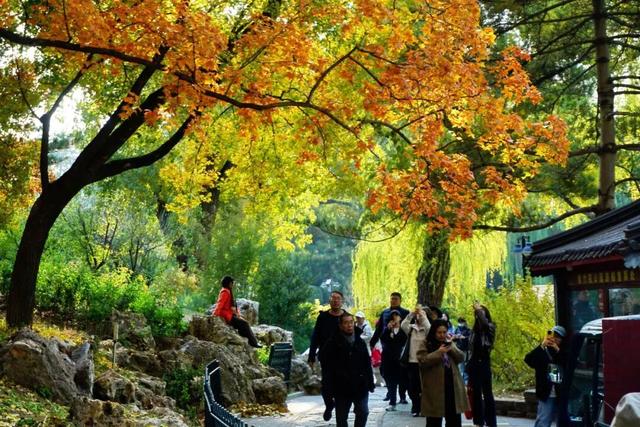 海淀这个免费公园，“藏”着秋天的所有颜色——