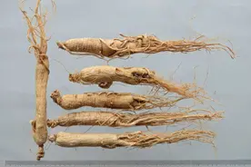 中药八种“参”，参参各不同图片