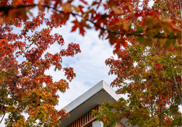 绝美！成都红枫进入最佳观赏期！线路来啦