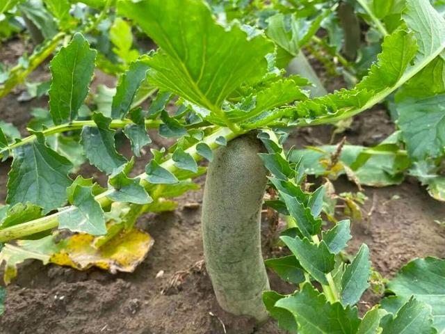 总是会反复爱上潍坊的秋天！