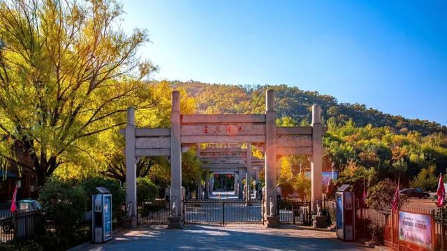 济宁冬季赏叶天花板，错过等一年的绝美景色