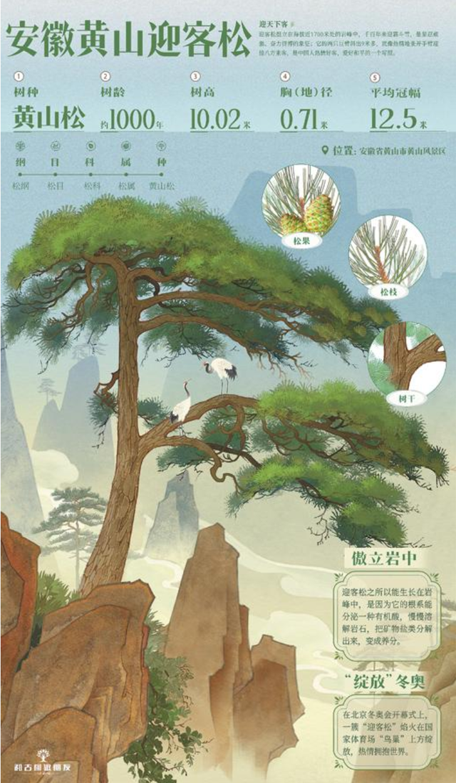 千年迎客松 广迎八方客