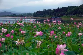 湿地公园的诗和远方——龙湾国家湿地公园为乡村振兴赋能图片