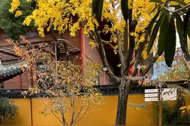上海龙华寺“银杏猫咪”走红，“扫地僧”摆出造型各异落叶堆图片
