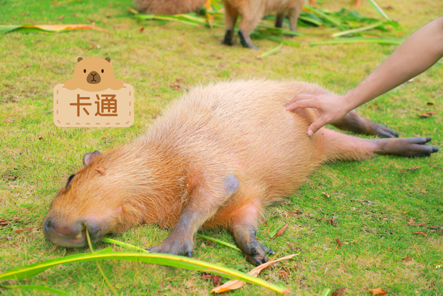 来南宁园博园，与萌宠一起度过趣味初冬