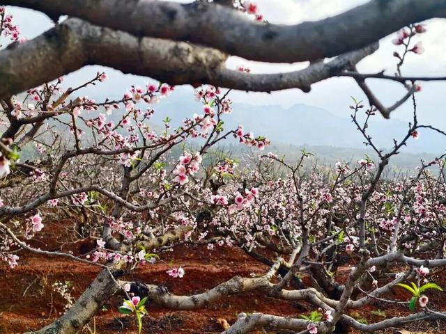 粉色风暴来袭！花雨芬芳，东川这里桃花已燃！