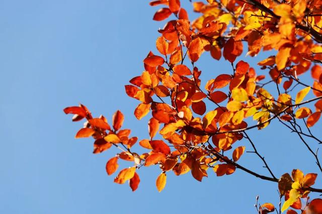 红墙+银杏已就位，本周拍照打卡攻略出炉！