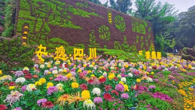 青睐绵阳 ‖ 一城秋色，菊香满园，游仙区富乐山十万香阵花正浓！