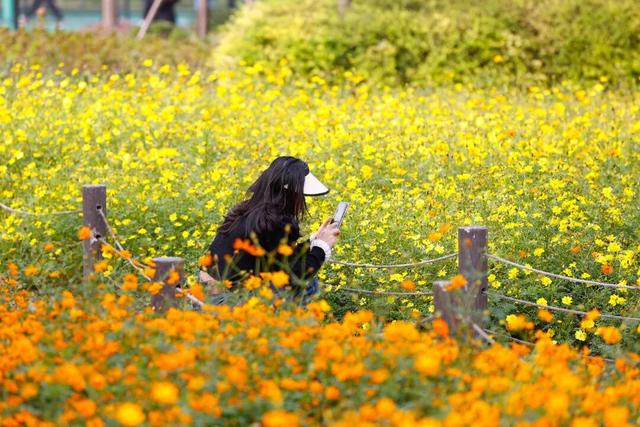 松江这里的健身步道变身金色走廊，快来打卡→