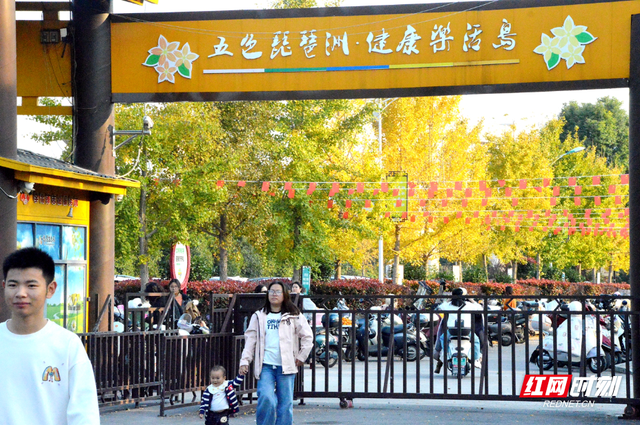 慈利县琵琶花海：银杏黄 游人忙   (组图）