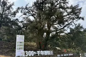 立团体标准、建追溯体系，中国香榧之都诸暨深化提升香榧质量图片
