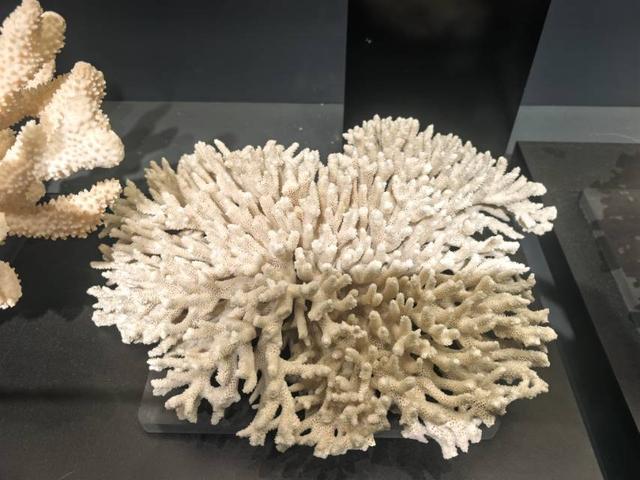 这里是青岛｜海大海洋生物博物馆免费开放，3000余标本展现海底奇幻