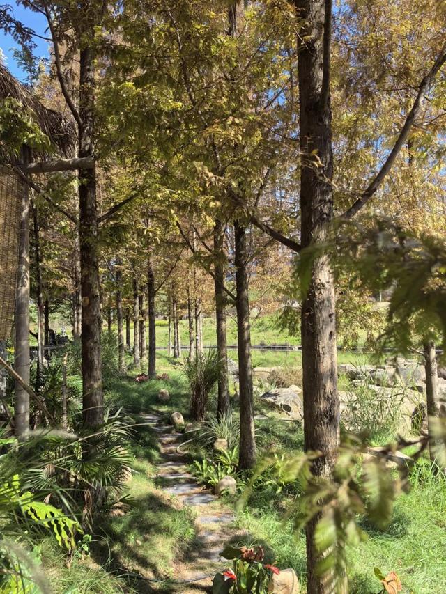 摘甜橙、赏红枫……龙岩初冬玩法上新