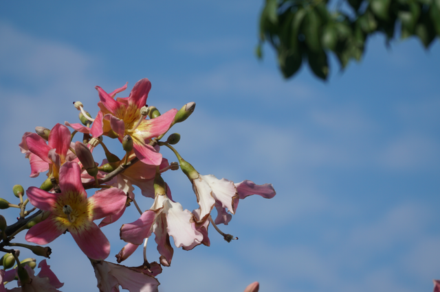 初冬的风里竟有了粉色的“味道”！就在龙潭公园里~