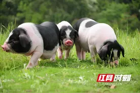 重大动物疫病防控工作水平持续提升，湖南靠什么？图片
