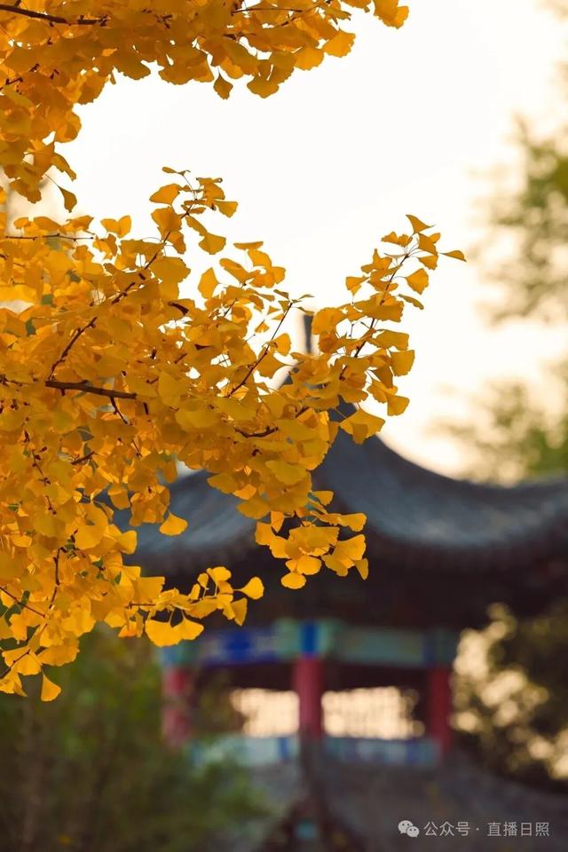 一分钟！我要知道日照这里的所有信息→