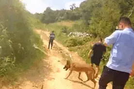 奖励大棒骨！老人拾荒跌入垃圾山，“萌新”警犬成功寻回！图片