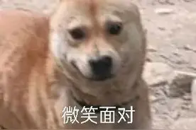 无人机+警犬，终于找到了！图片