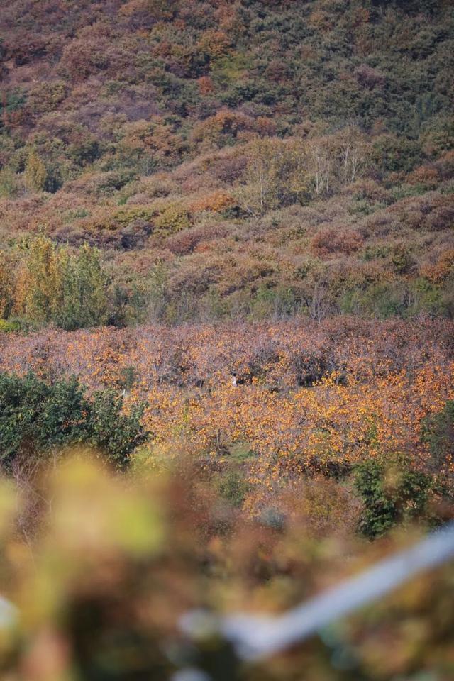 日照色彩派对开启！“美拉德”风景正当时！