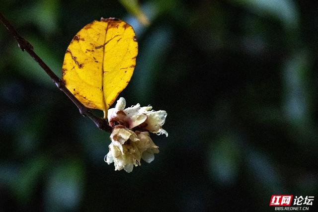 组图丨大寒日，去株洲文化园收集春天的预告片