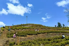 从“小茶叶”到“大茶业” | 德江泉口镇强村富民茶园绘就乡村发展新画卷图片