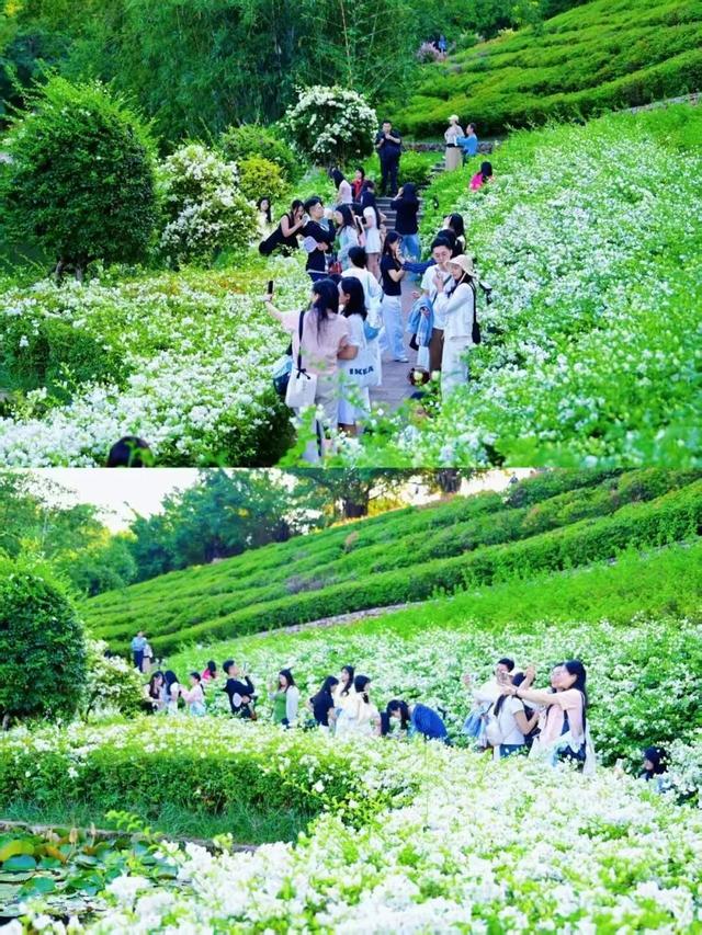 南宁秋日赏花攻略，带你一键解锁这份限定版的秋花图鉴！