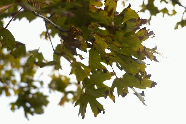 植物园不止失去一个秋天