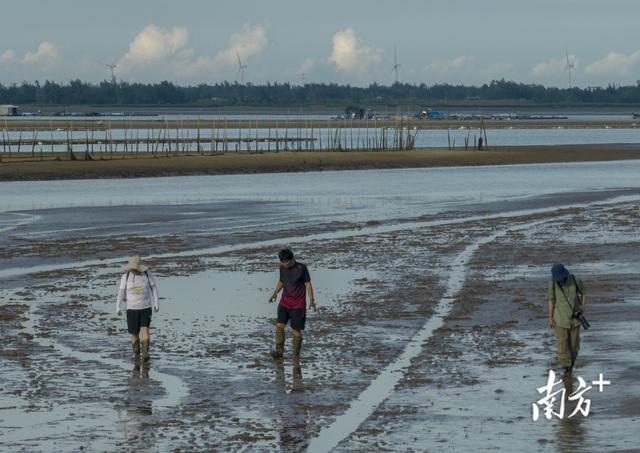 为 “活化石” 撑起保护伞，中华鲎保护方案走向世界
