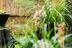 400余盆兰花齐盛开，杜甫草堂春雨中迎来幽幽兰香图片