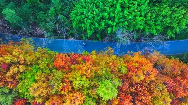 冬日限定，色彩斑斓的普者黑红杉林