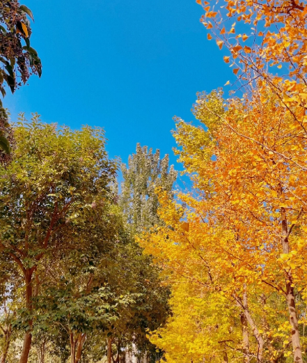 错过再等一年！郑州10大银杏观赏地推荐！