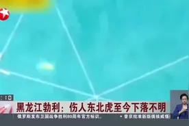 黑龙江勃利：伤人东北虎至今下落不明 应对东北虎过境 布控防范再加力图片