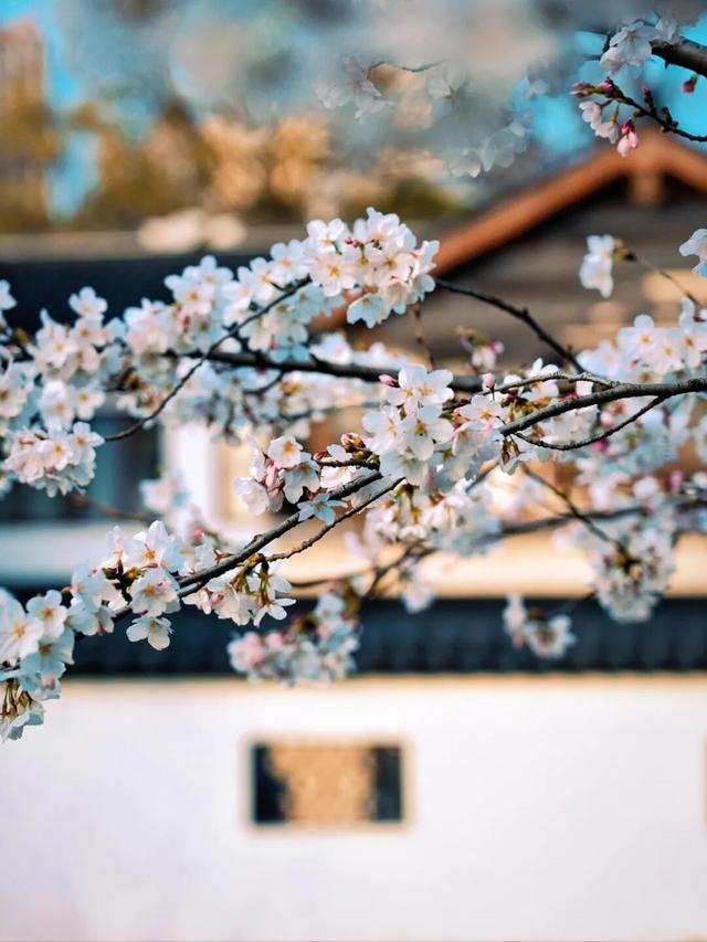 谁是庐阳“顶流”？这份春日浪漫请查收(内附赏花地图)