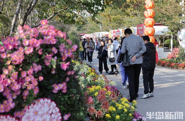 秋日赏菊正当时，老年游客成主力