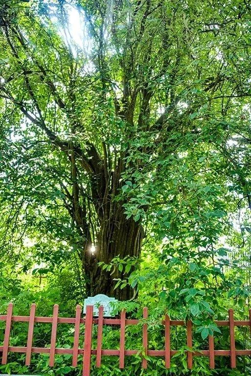 来滁州这些宝藏村落，过自带凉风的夏天！