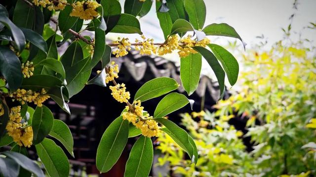 上海赏秋天花板，这波期待值拉满！