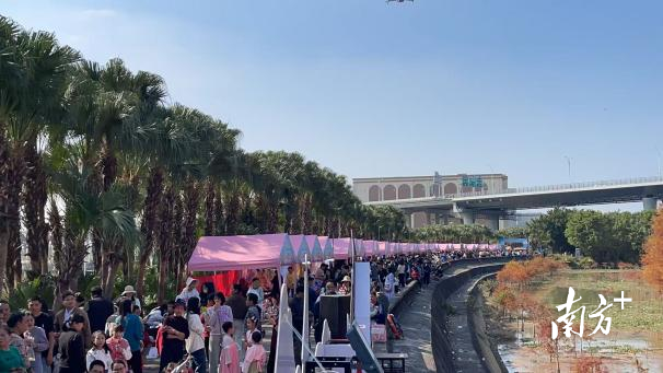 打卡最美落羽杉，中山港口镇冬日嘉年华迎客近9万人次