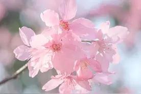 申城开启樱花“盛宴”，来普陀这些公园赏樱吧！图片
