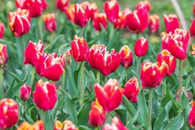 南京郁金香，最新消息