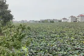 崇明这里的“家门口产业”，甜蜜蜜～图片