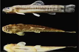 鱼类新记录物种+1！云南龙陵发现多鳞荷马条鳅图片