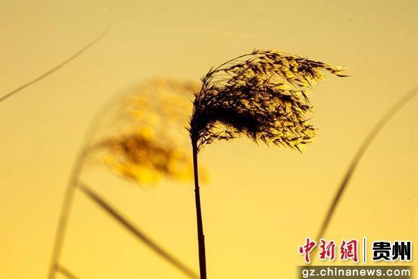 贵州威宁：芦苇摇曳美如画
