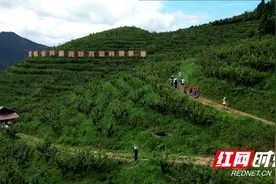 城步兰蓉乡：高山秋月梨喜获丰收图片