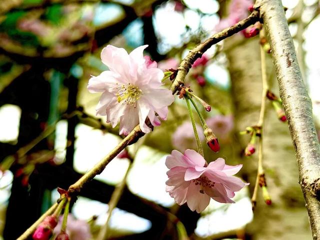 开了，开了！呼和浩特顶流回归！近万株齐绽放，第一波市民已经被惊艳到了！赶紧通知家人！附具体地址
