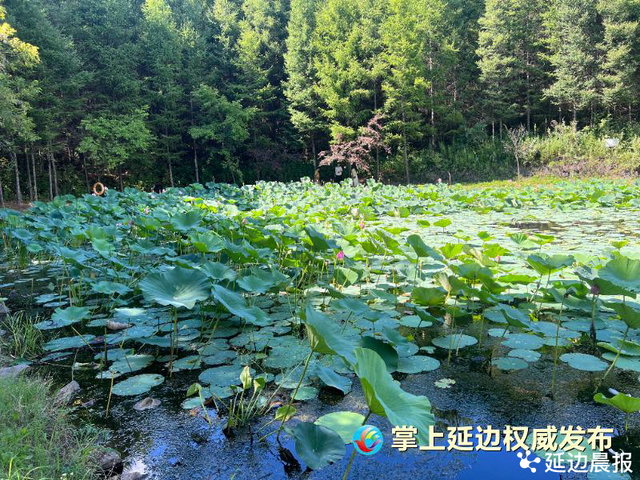 浪漫夏日，为“荷”到延边！赏荷地图来了~